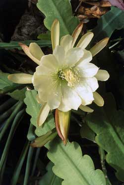 Epiphyllum_Crenatum1