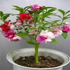 Impatiens