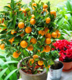 orange_tree_1