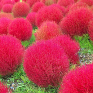 Kochia