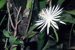 Epiphyllum_Hookeri