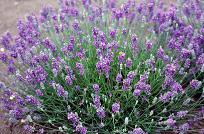 This image has an empty alt attribute; its file name is lavander-1.jpg