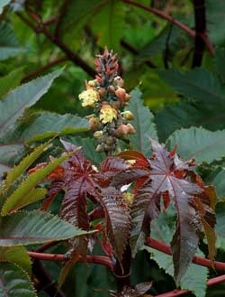 Ricinus