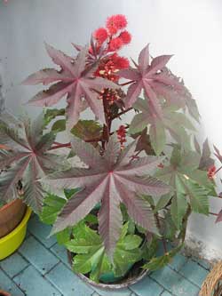 Ricinus_communis