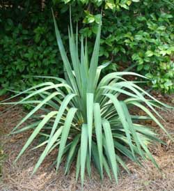 Yucca-cernua