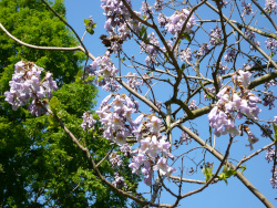 Paulownia_tomentosa